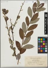 Foto von Salix laurina Sm.
